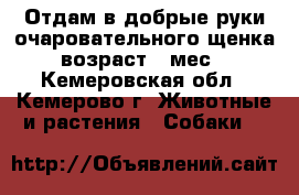 Отдам в добрые руки очаровательного щенка, возраст 1 мес. - Кемеровская обл., Кемерово г. Животные и растения » Собаки   